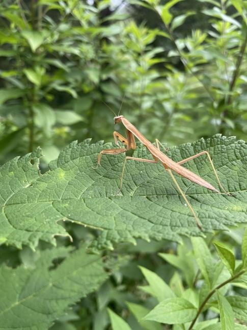 A brown mantis standing on a green leaf